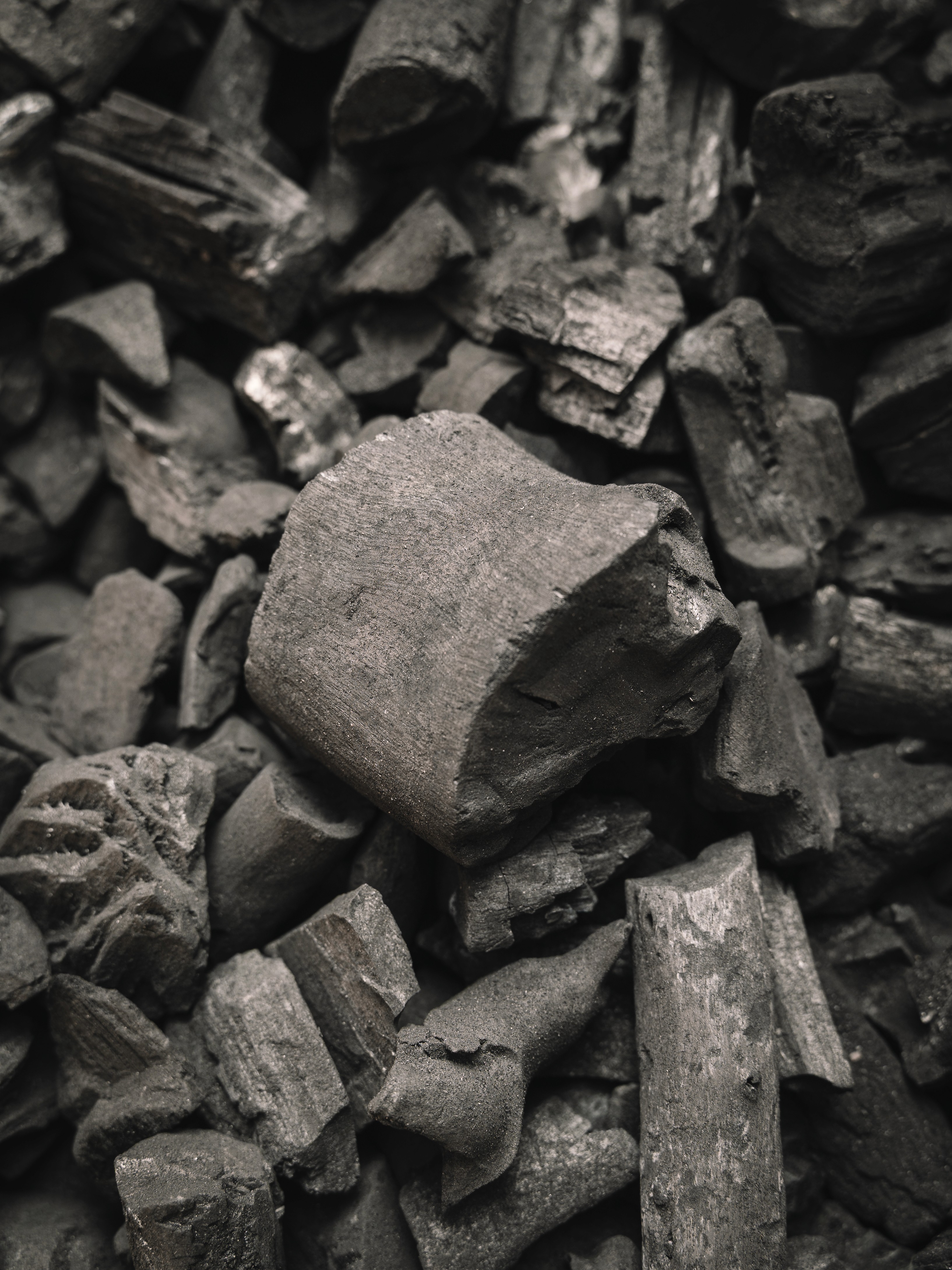 Gefällte Baumstämme gestapelt im herbstlichen Mischwald – nachhaltige Holzernte