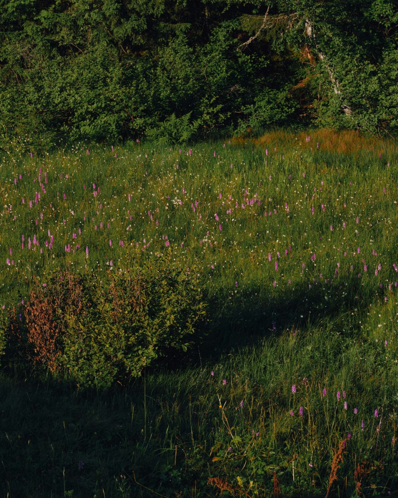 The Beauty Bias Banner