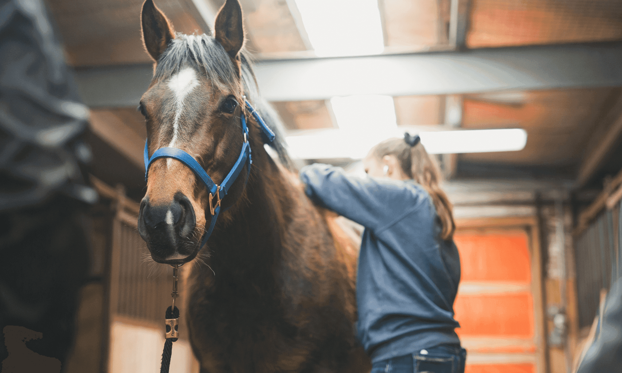 Horse undergoing body work at Rhythm Equine