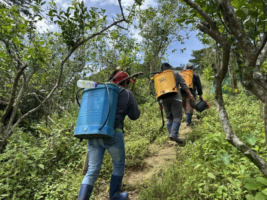 Indigenous Coffee, Global Markets, and Sustainability