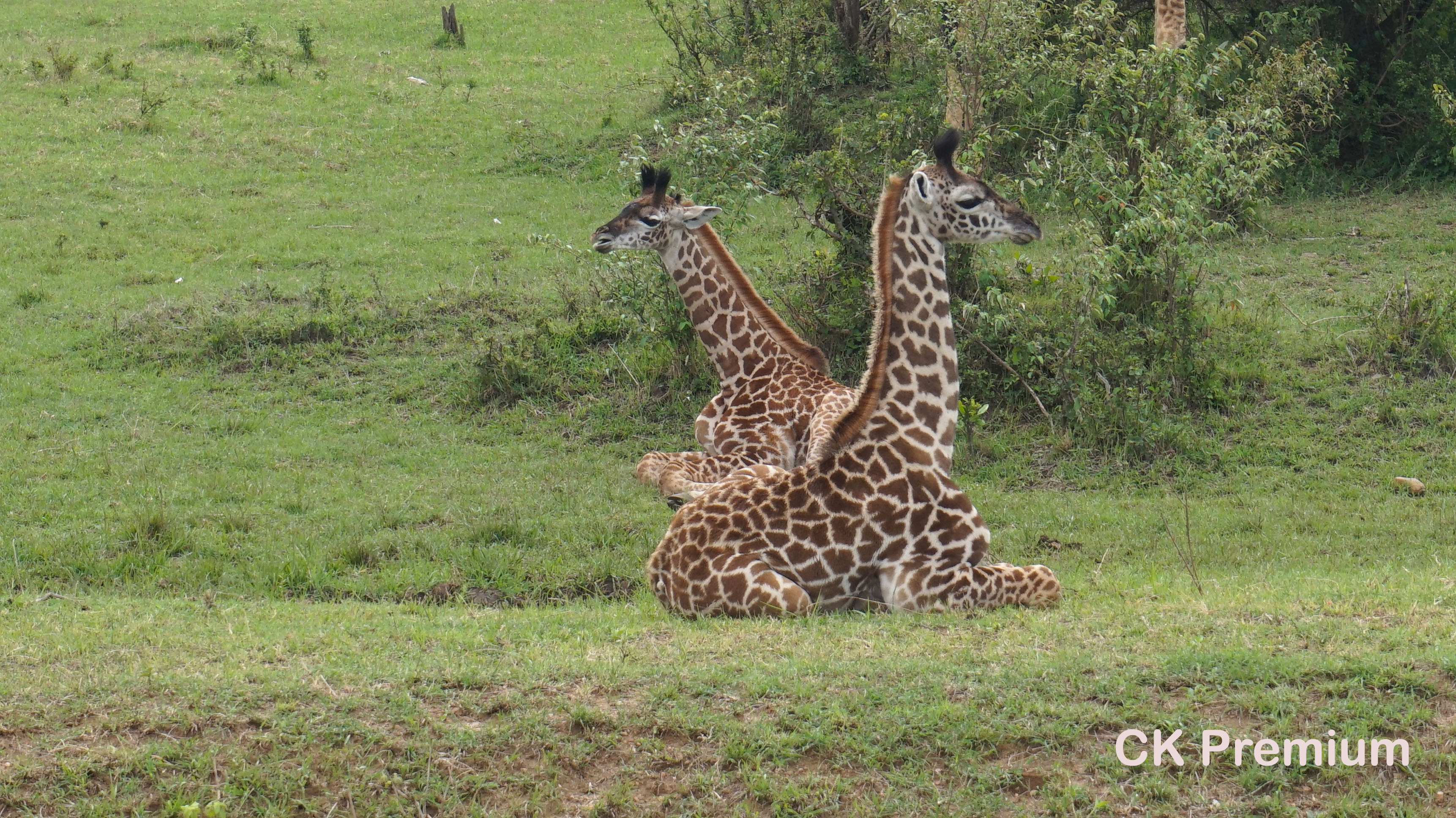 Keňa - Masai Mara National park