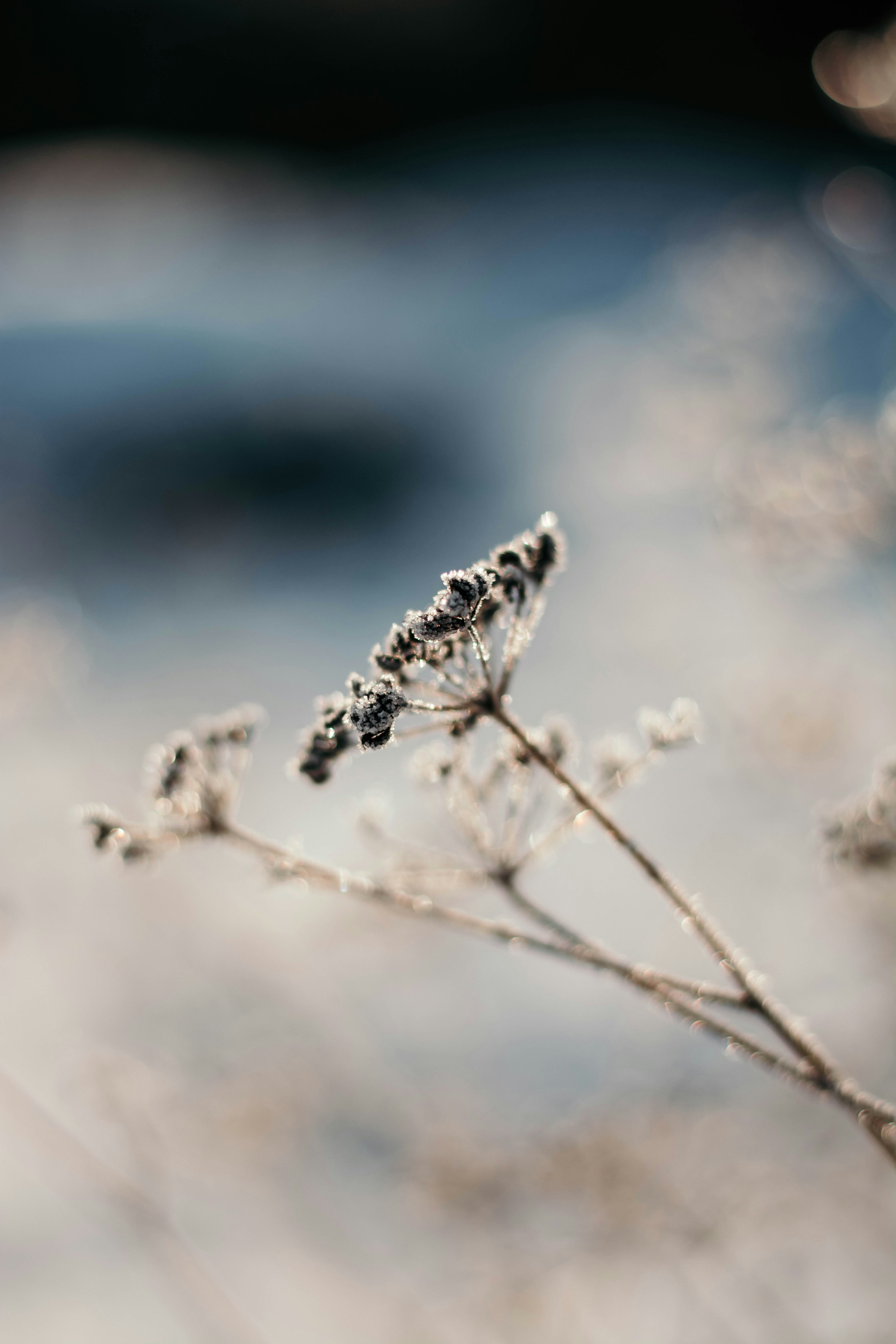 selective focus photography of flower