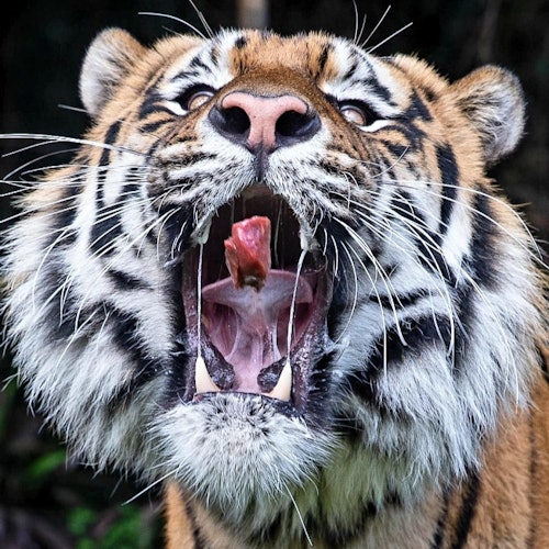פארק חיות הבר בלאראט