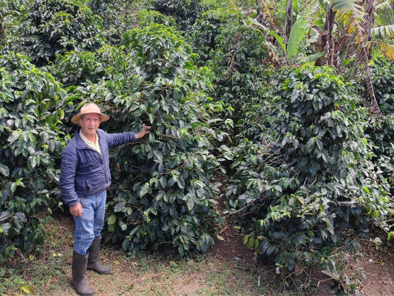 Los Pirineos Farm - Orange Pacamara Red Honey