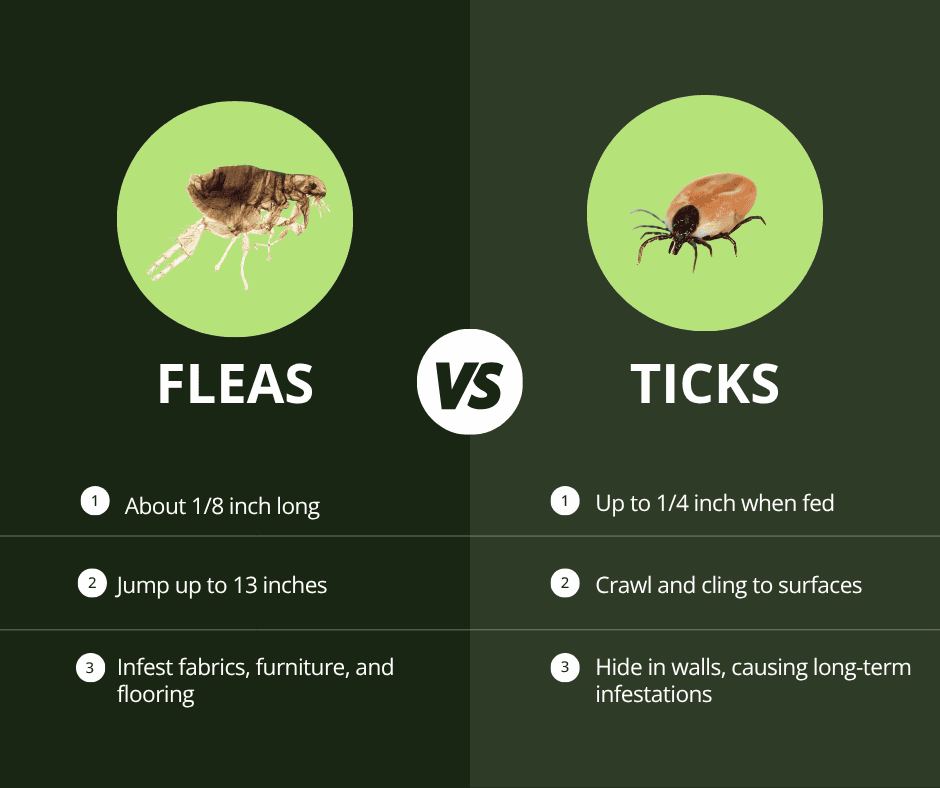 tick vs flea