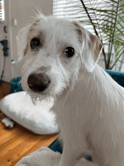 photo of Bobby, a client's dog