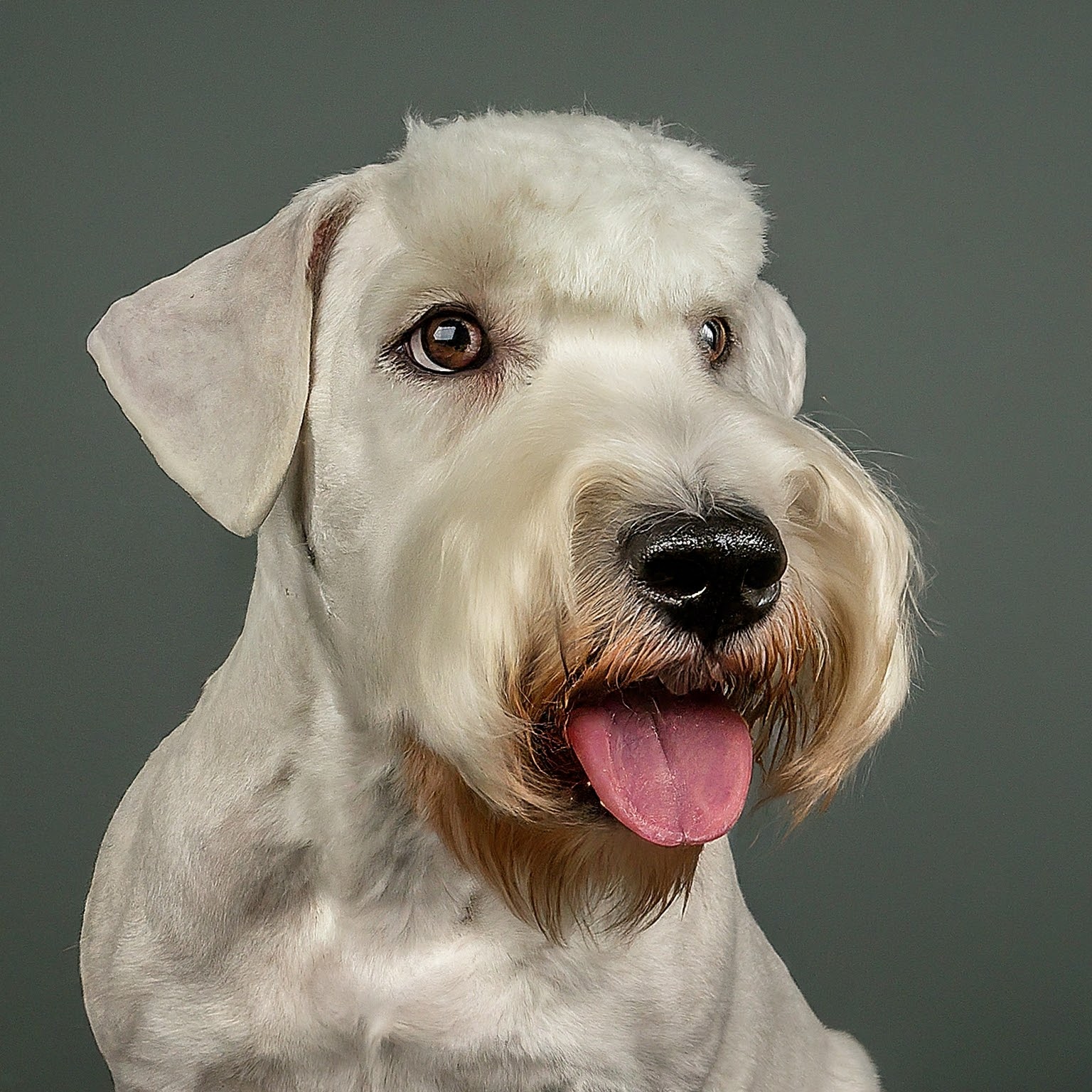 BUDDYUNO, Sealyham Terrier