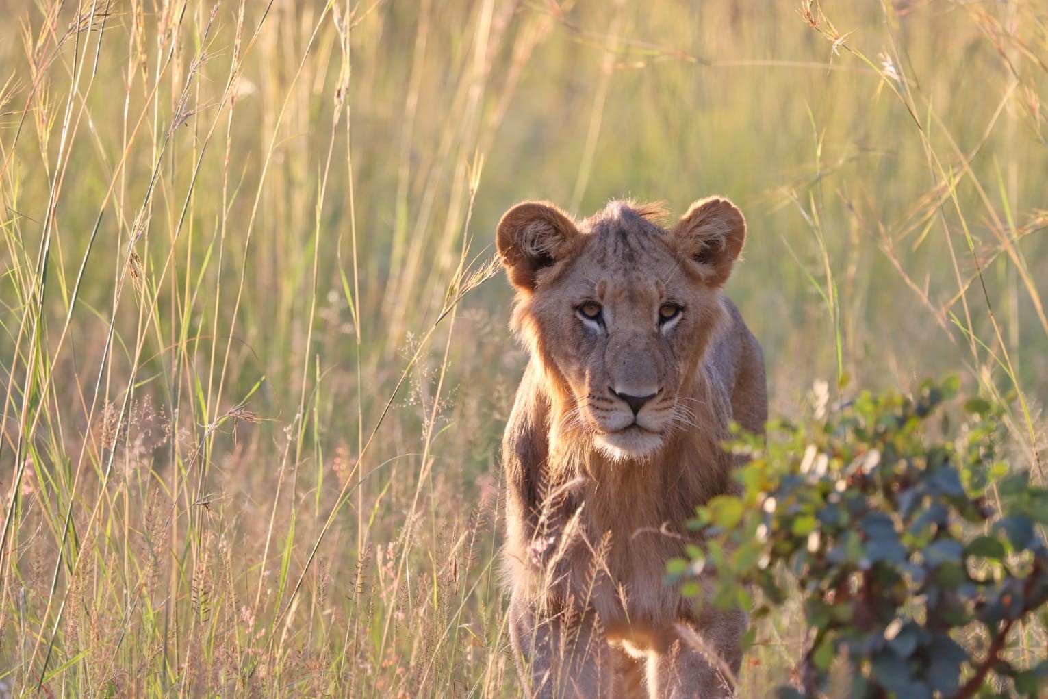 African Explorer, Botswana. En lång rad gnuer rör sig över slätterna med ryttarna i bakgrunden – ett klassiskt motiv från en ridsemester i Botswana.