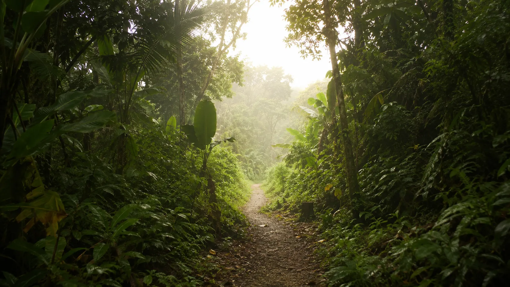 Sunlit path through the Costa Rican rainforest