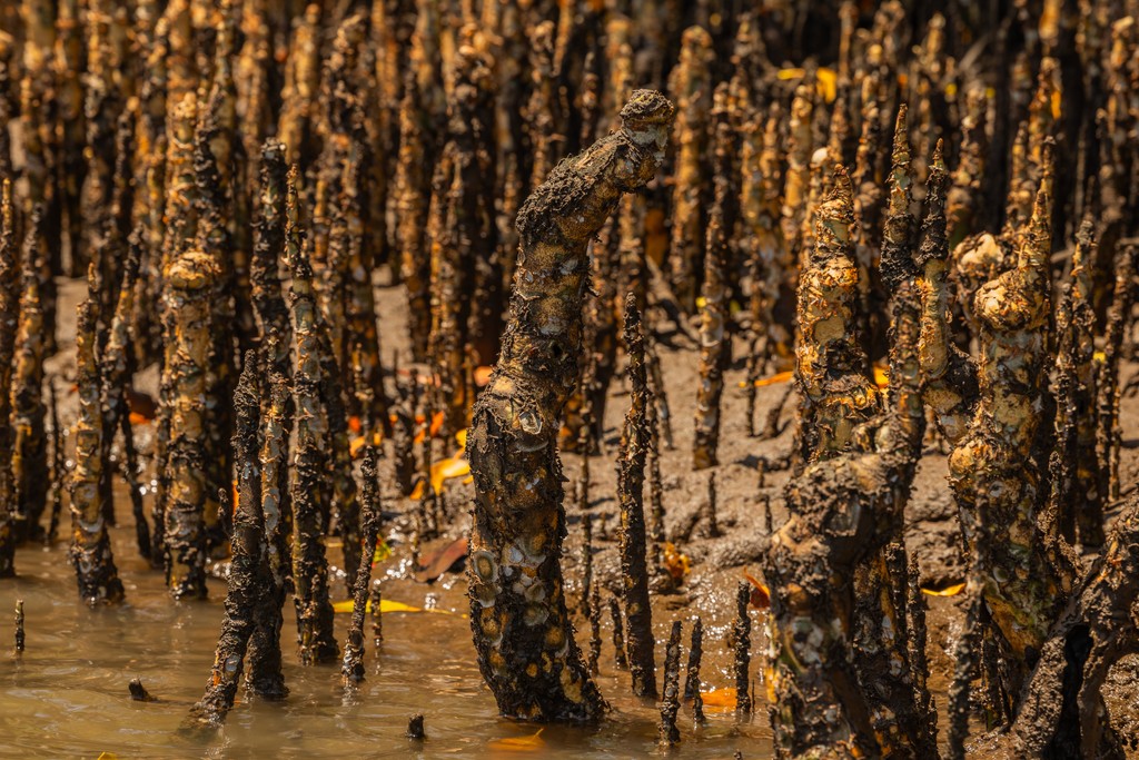 Mangrove roots and mud. Anthony Ochieng Onyango