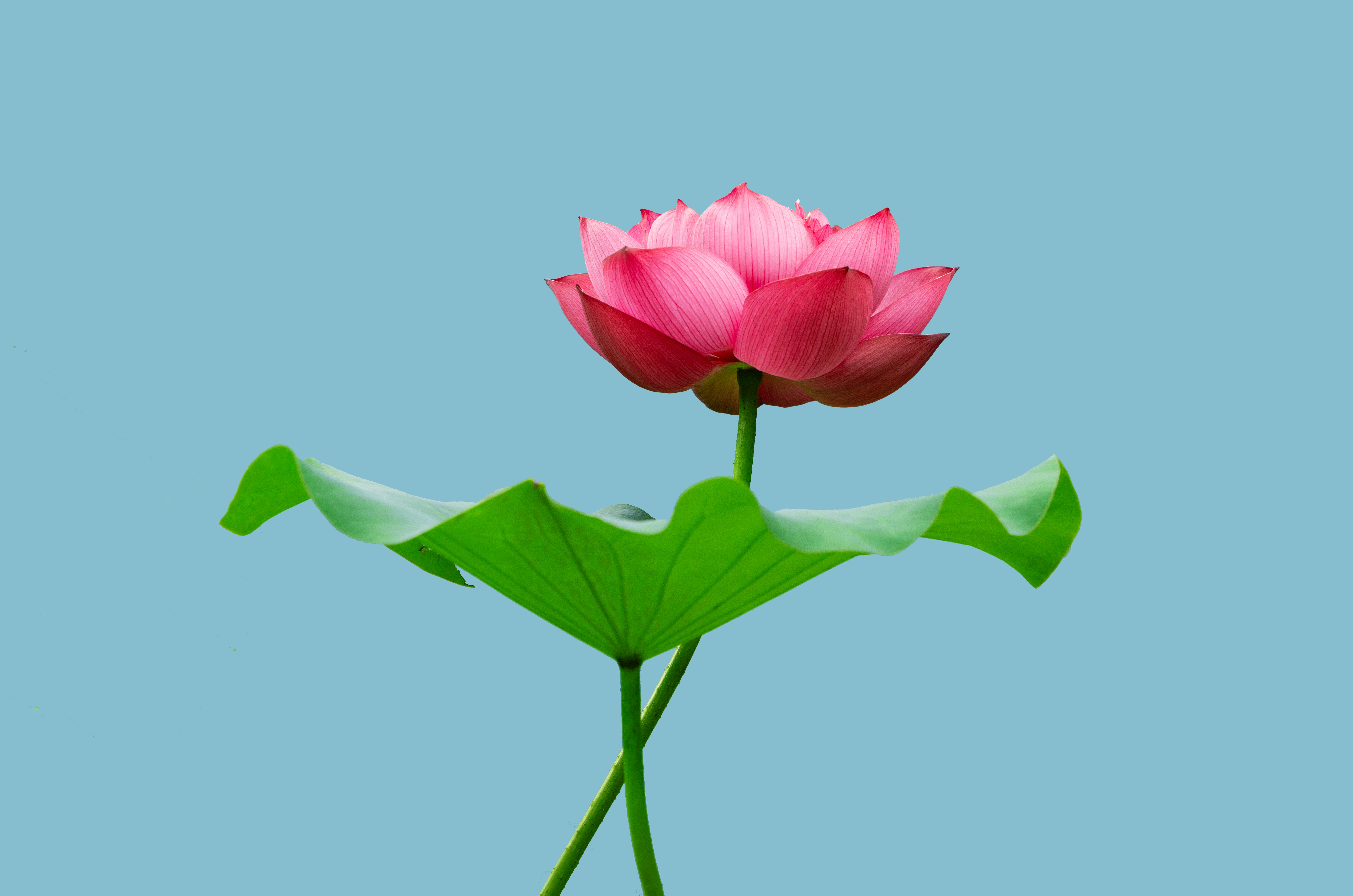 A pink lotus flower blooms against blue.