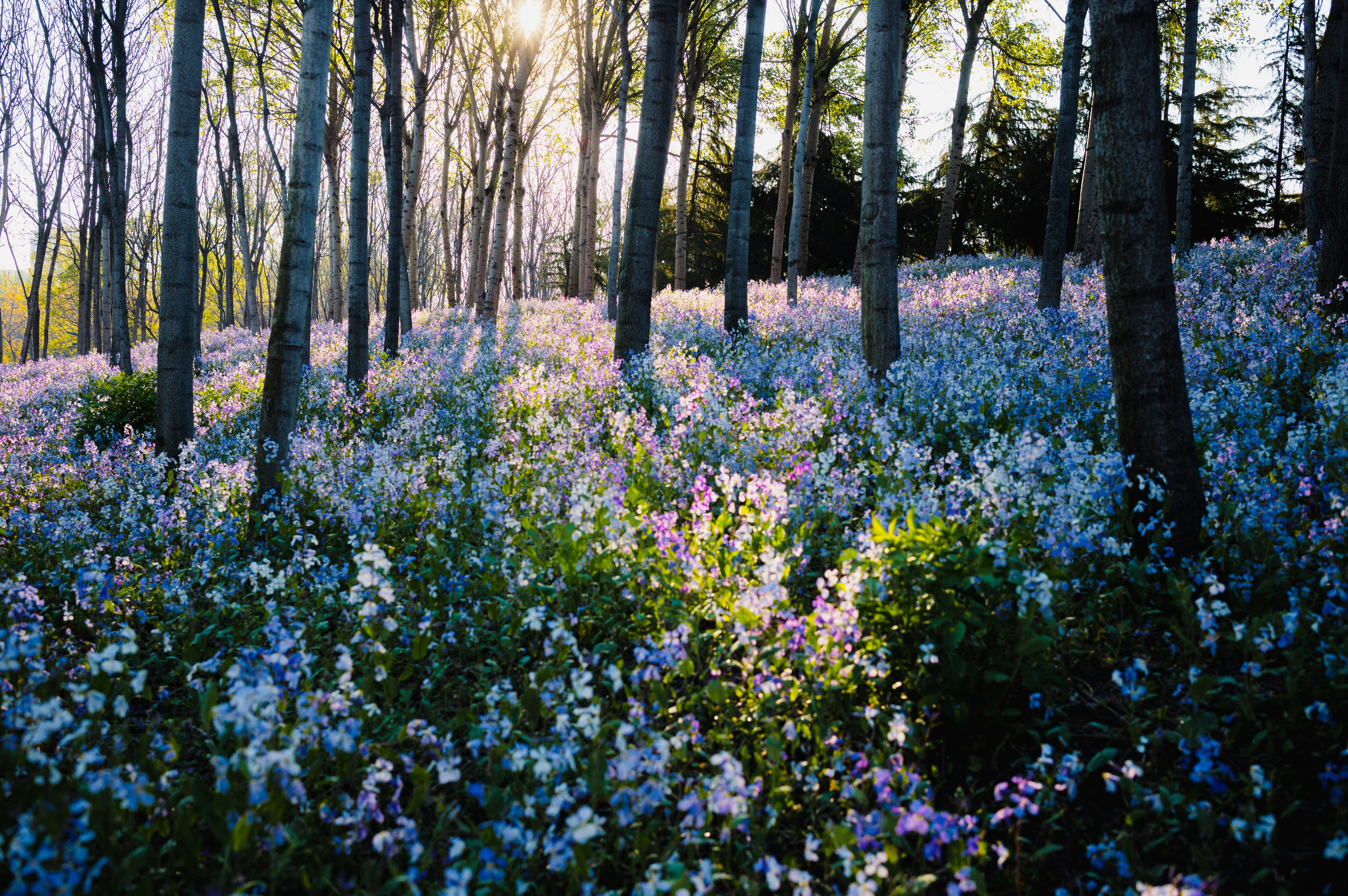 Sunlight streams through trees onto a field of purple flowers.