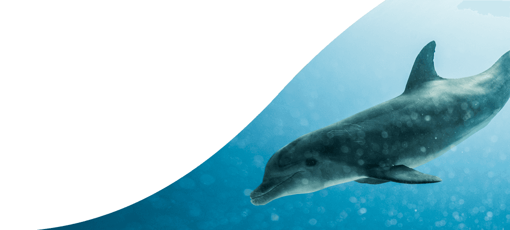 dolphin jumping out of water