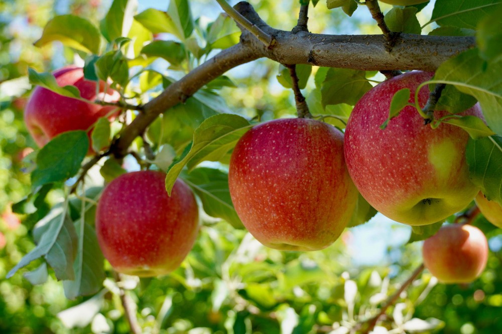 Best Apple Orchards Near Route 151