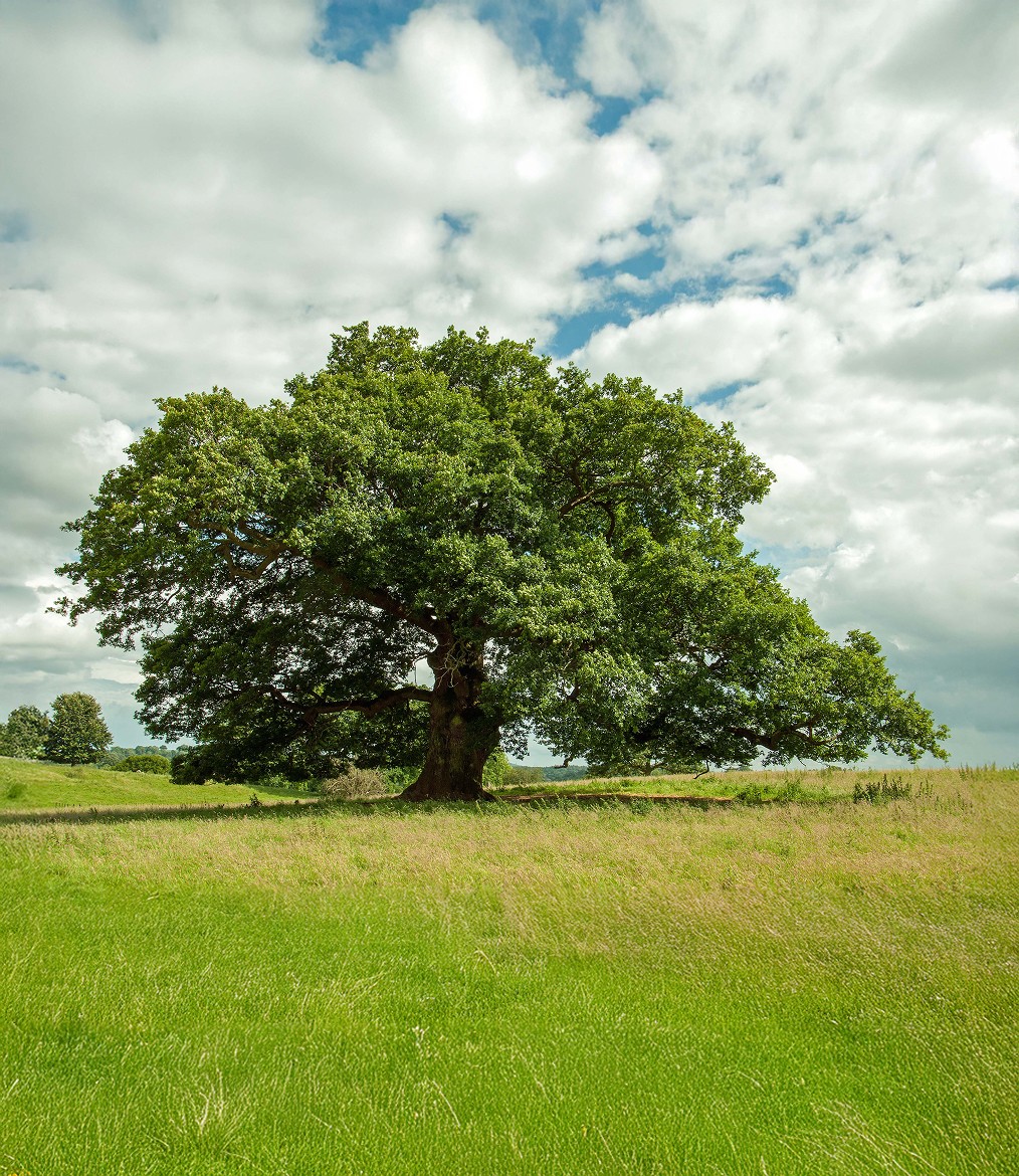 Mature oak tree standing alone in open English countryside, representing permanence and long-term asset preservation within family trusts.
