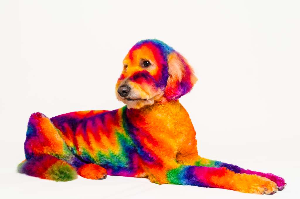 Dog featuring a vibrant rainbow gradient grooming style, inspired by psychedelic color transitions and expressive creativity.