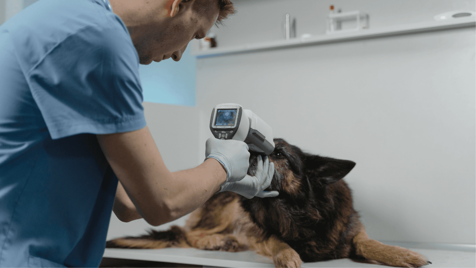AI in Veterinary Practice: What’s Actually Going to Change