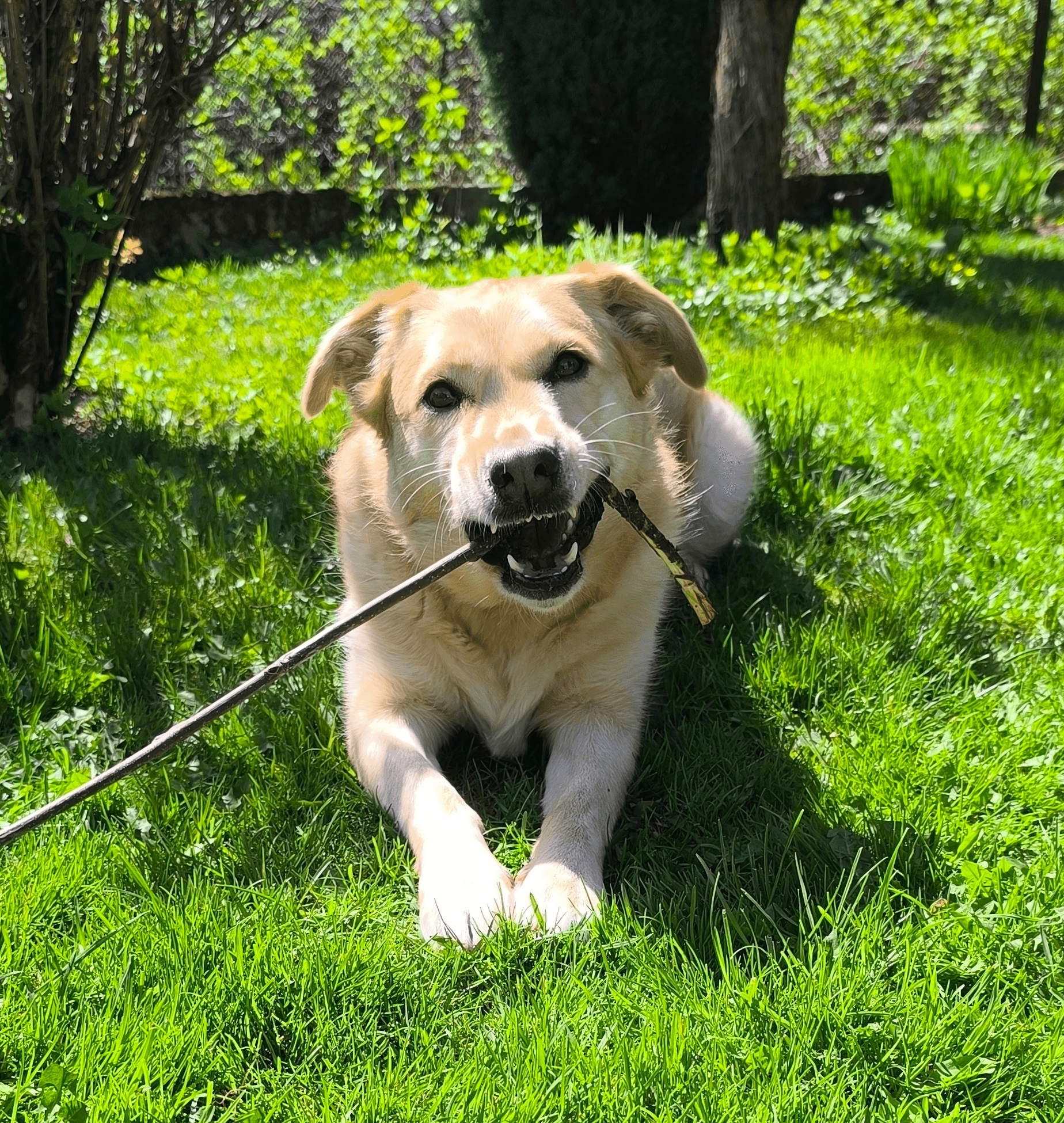 Zadowolony pies bawiący się patykiem