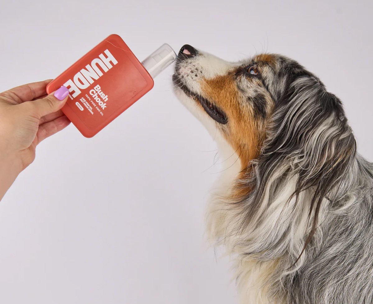 Dog being shown a Hunde product