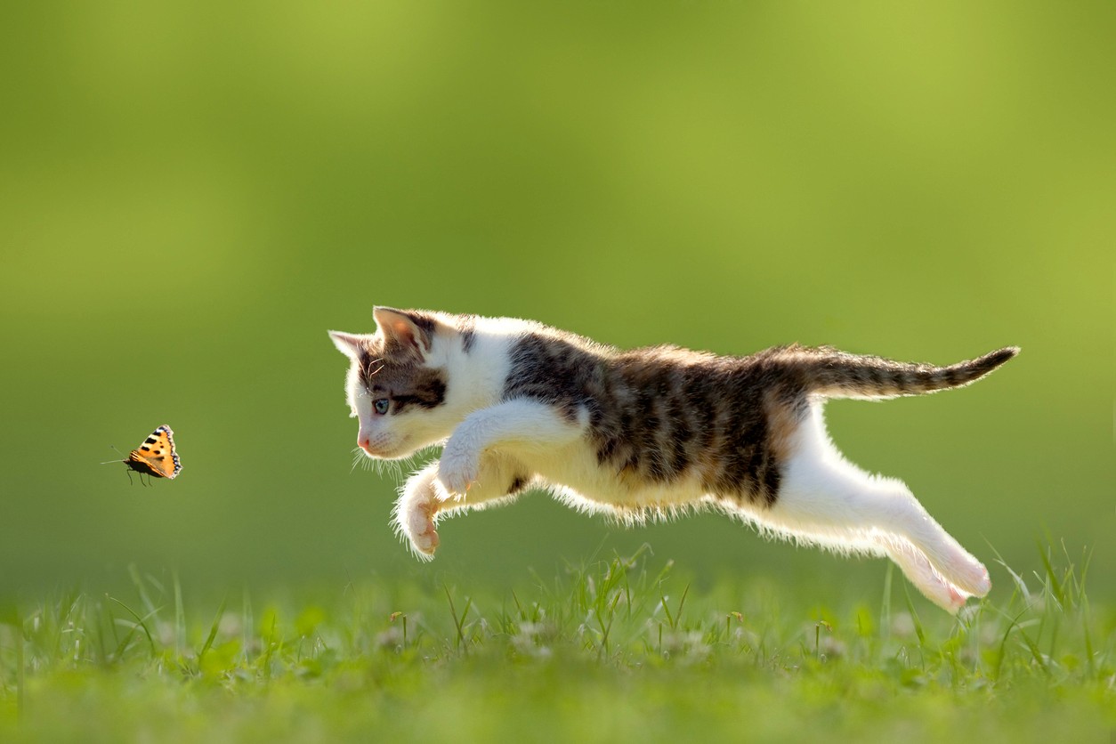 cat chasing butterfly in field