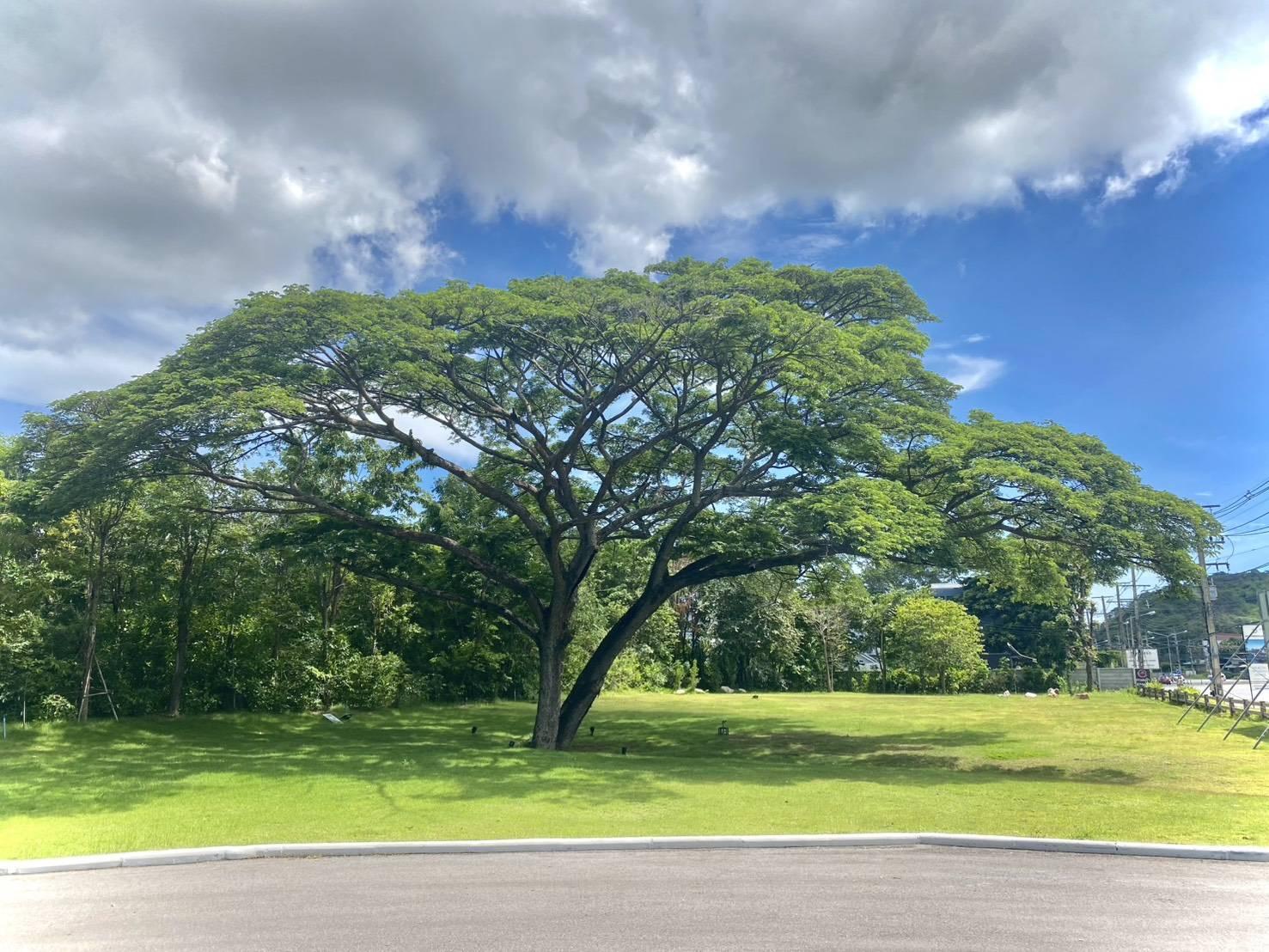 The actual raintree at Woodsborough, the tree the community is named for