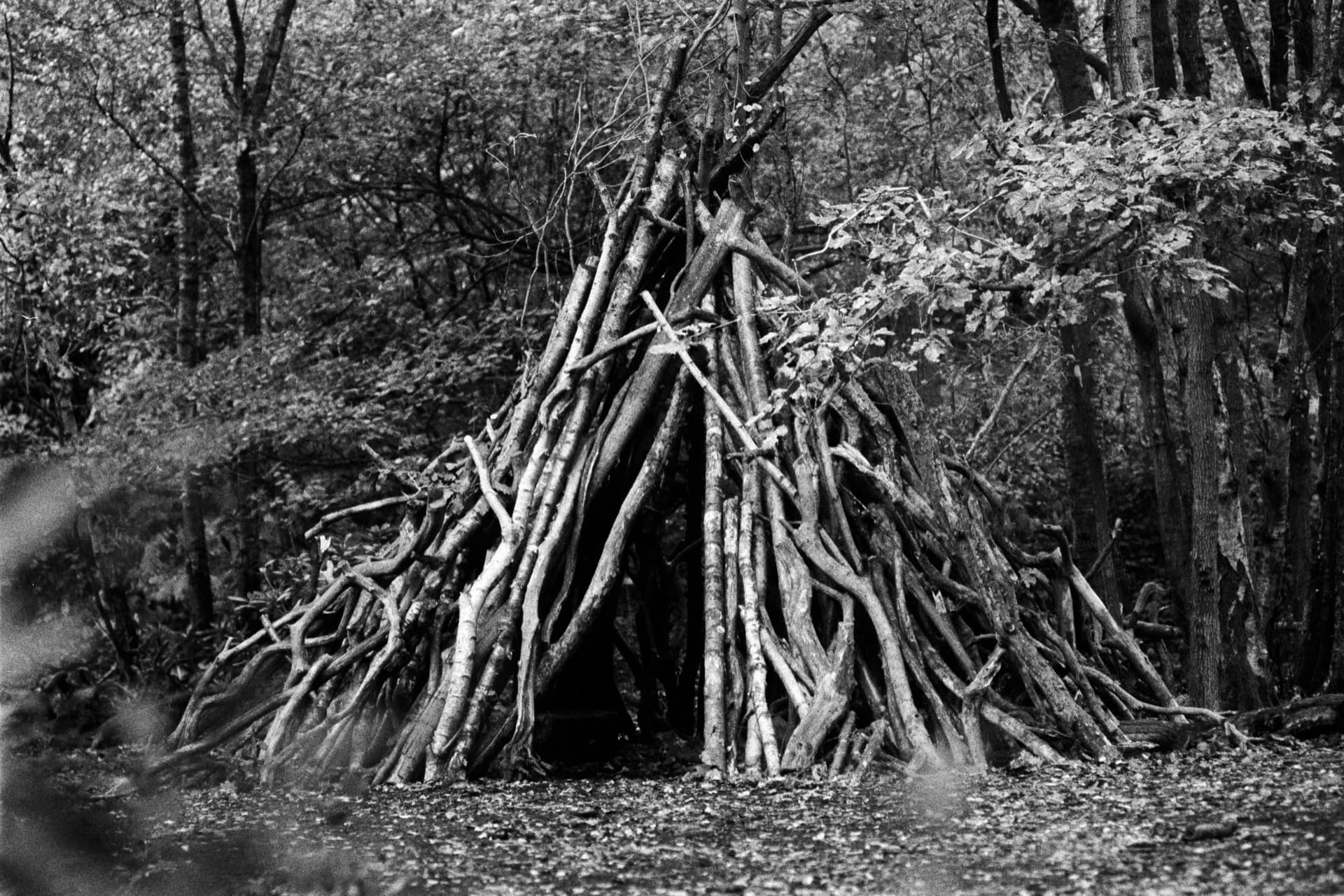 Teepee-shaped shelter constructed from branches and fallen wood in deciduous woodland