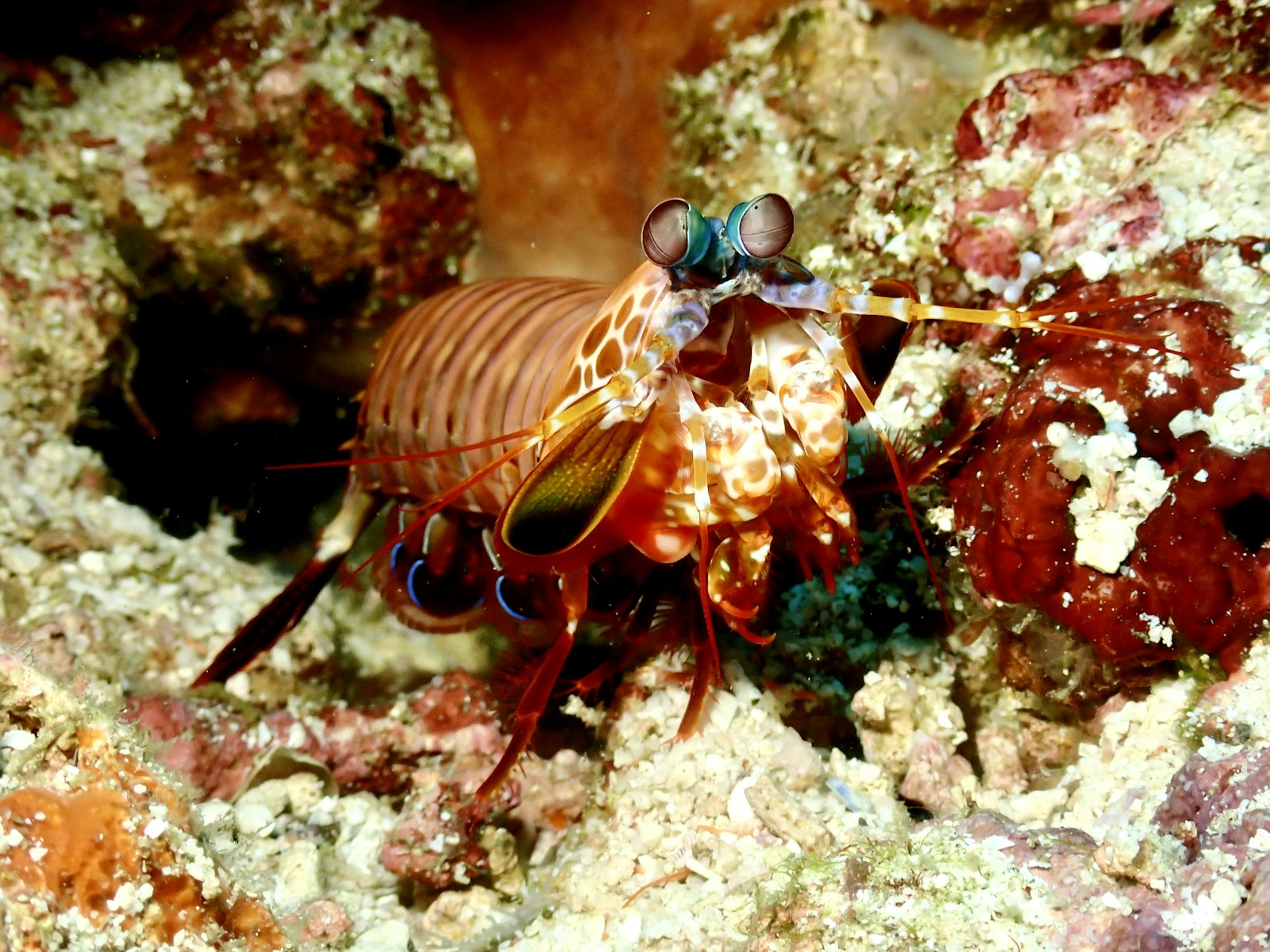 Peacock mantis shrimp with vivid blue and orange markings on a coral reef