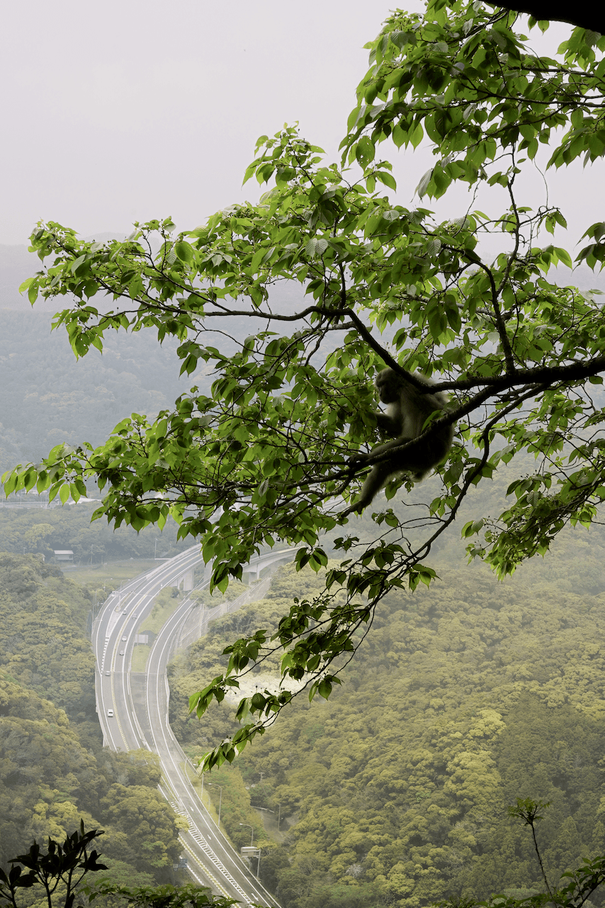 Image of a monkey in a tree as seen on the hiking route
