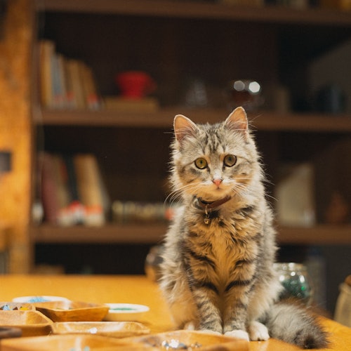 Ang pusa ng supplier (Crep) ay nakaupo sa isang kahoy na mesa sa isang maginhawang pagawaan, napapalibutan ng mga materyales para sa mosaic.