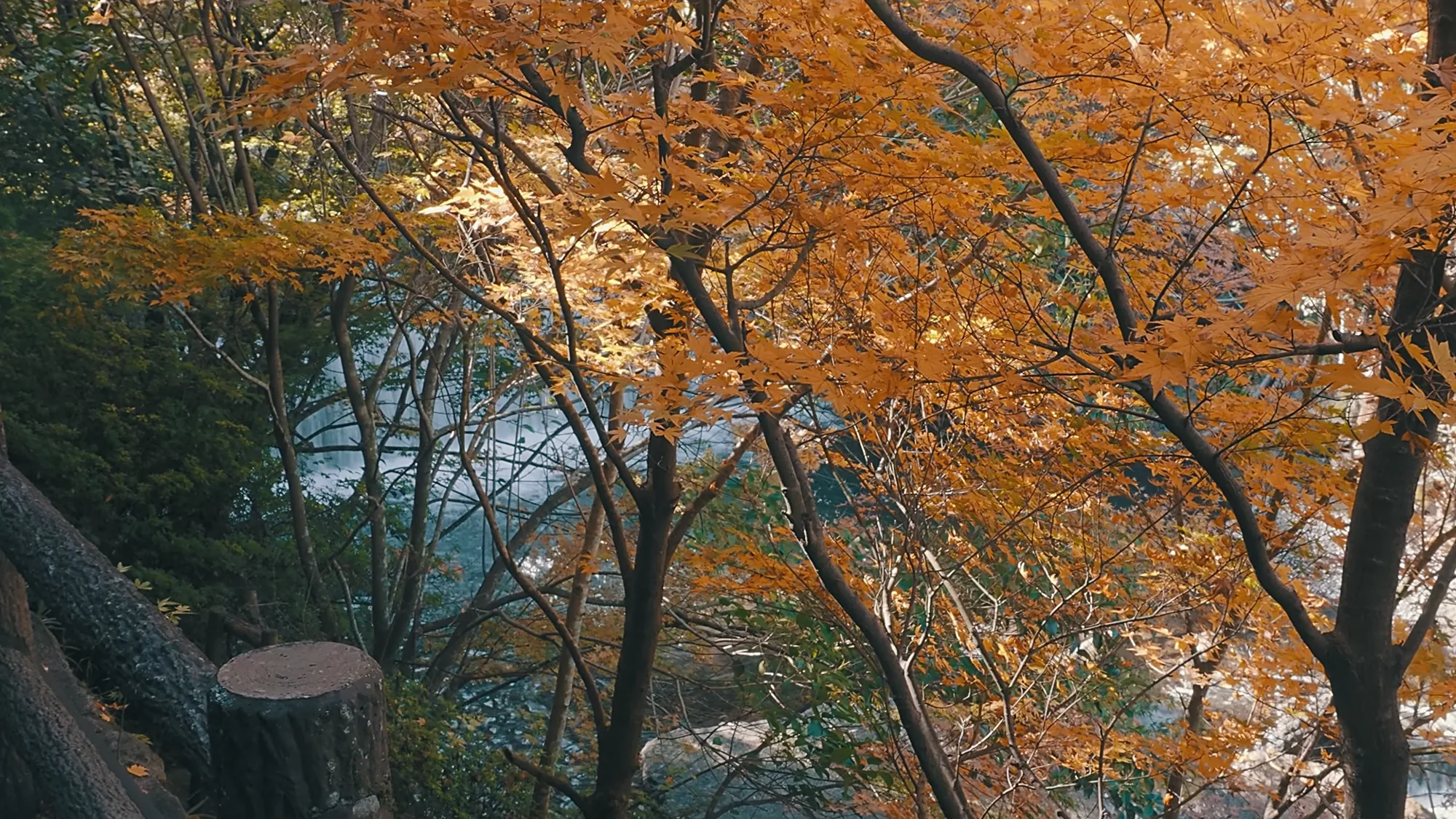 Autumn canopy above a cut stump in the woods at Kurokawa Onsen