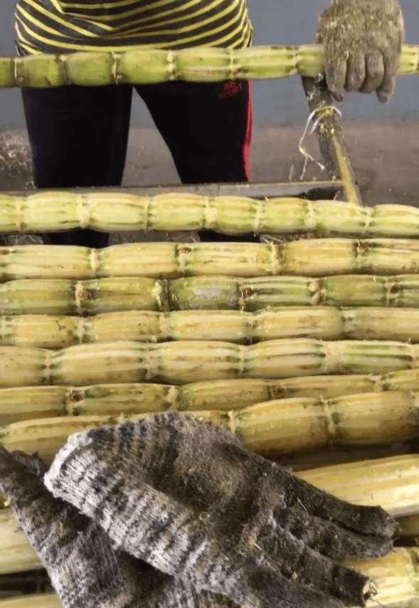 peeling sugarcanes.