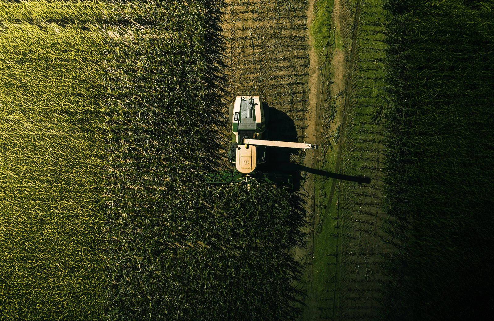 corona extra beer bottle on brown wooden log