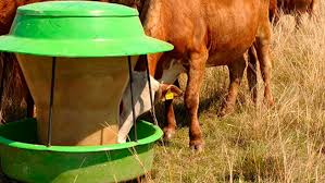Sales minerales para ganado
