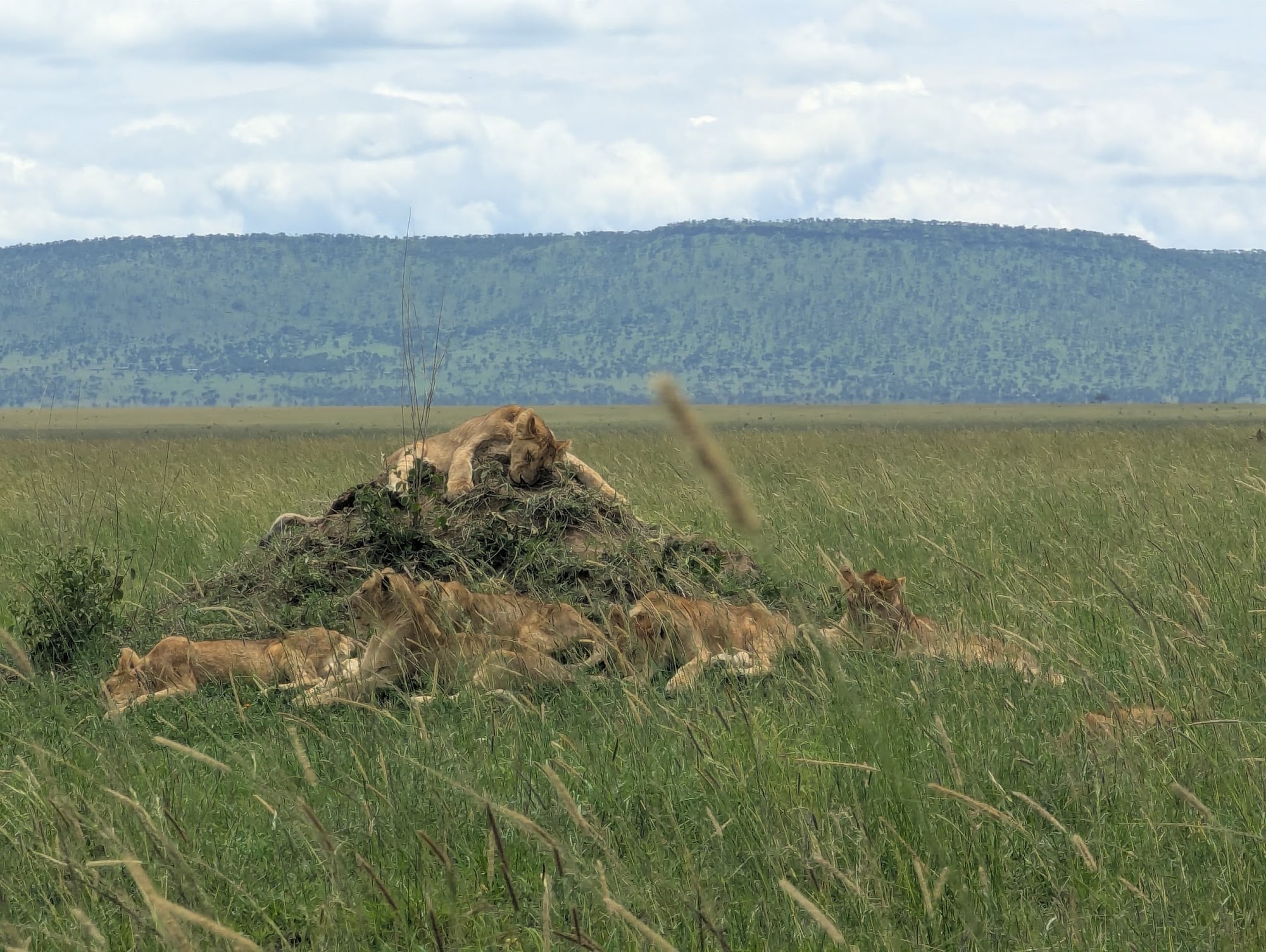 Majestic sandstone formations in AlUla glowing under the afternoon sun, showcasing the desert’s timeless beauty.