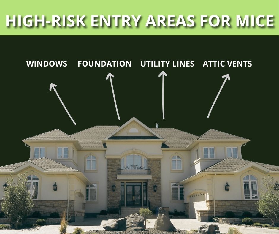 An infographic titled "High-Risk Entry Areas for Mice" showing arrows pointing to windows, foundation, utility lines, and attic vents on a house.