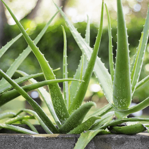 aloes