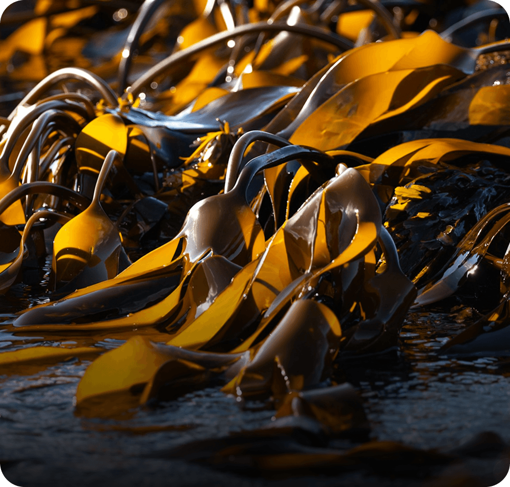 seaweed