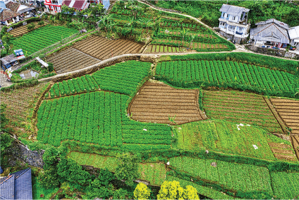 Madani Program - Agriculture Berkelanjutan