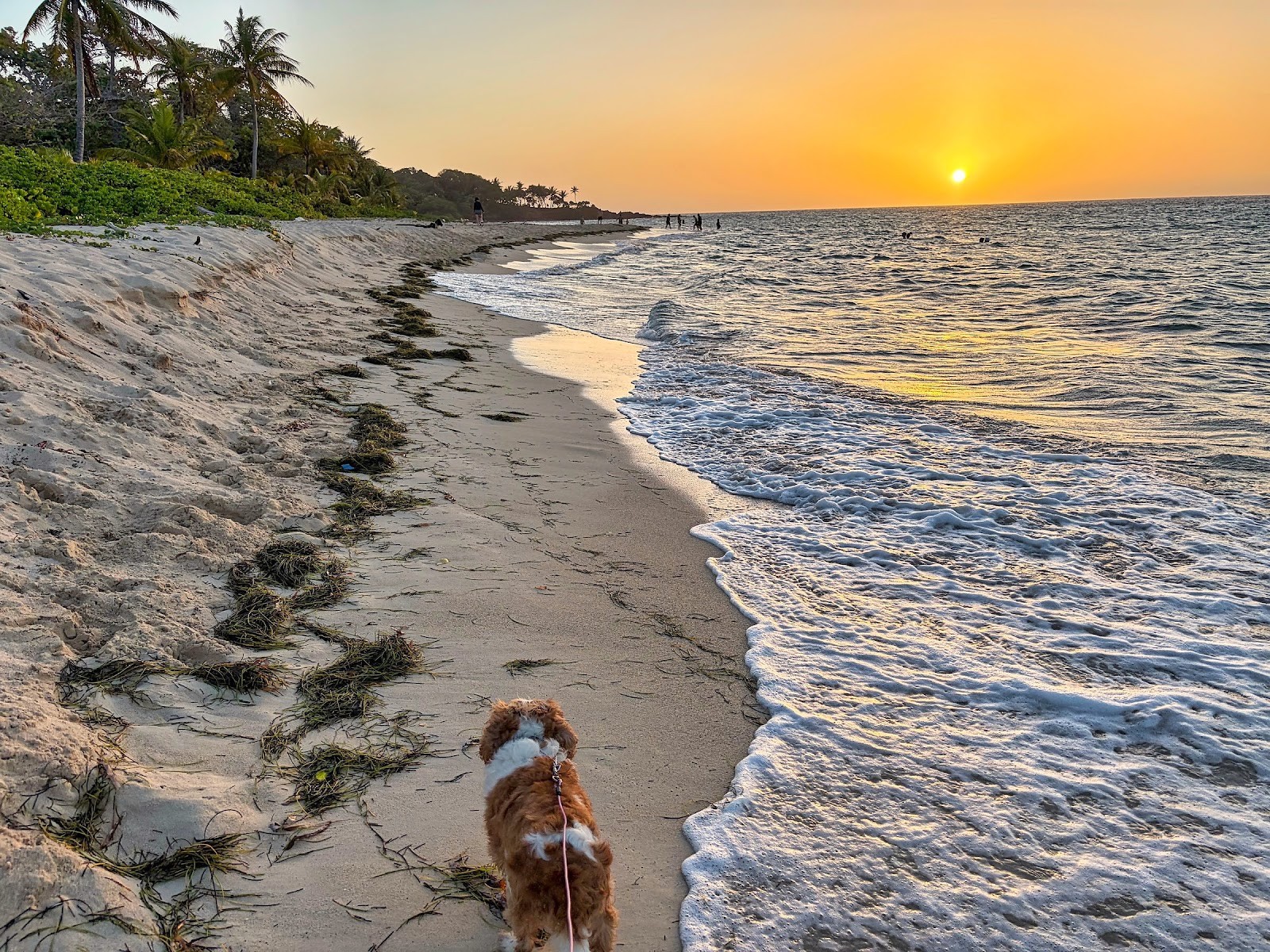 A small dog on the sand at sunset on a Roatán beach, with seagrass along the tide line