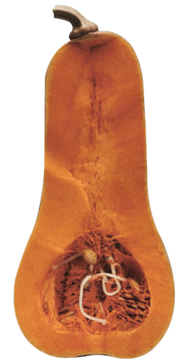 Spaghetti Squash