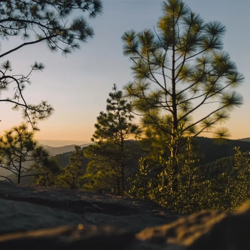 Serene Forest Sunset