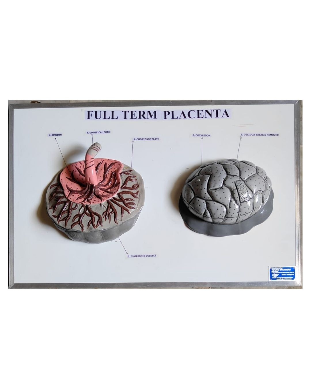 Full Term Placenta