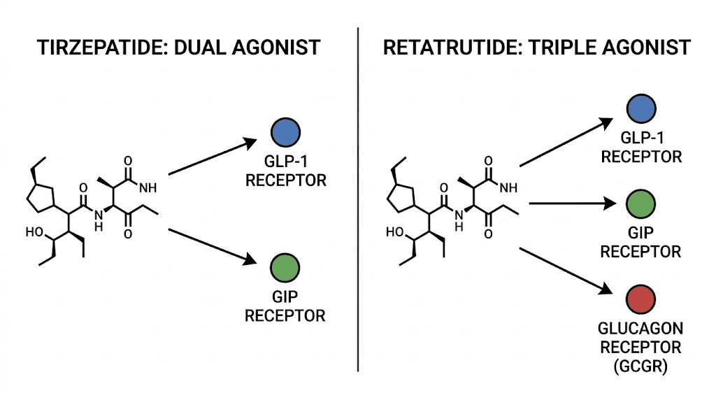 Tirzepatide dual agonist vs retatrutide triple agonist receptor comparison diagram
