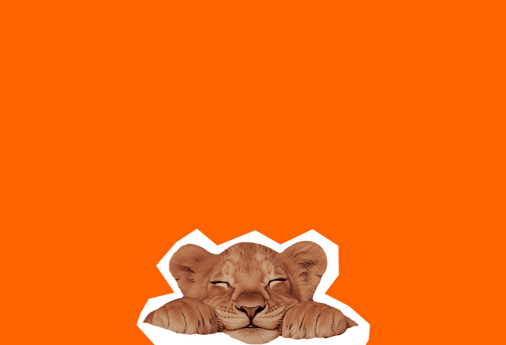Ein schlafendes Löwenjunges liegt am unteren Rand vor einem komplett leuchtend orangefarbenen Hintergrund.
