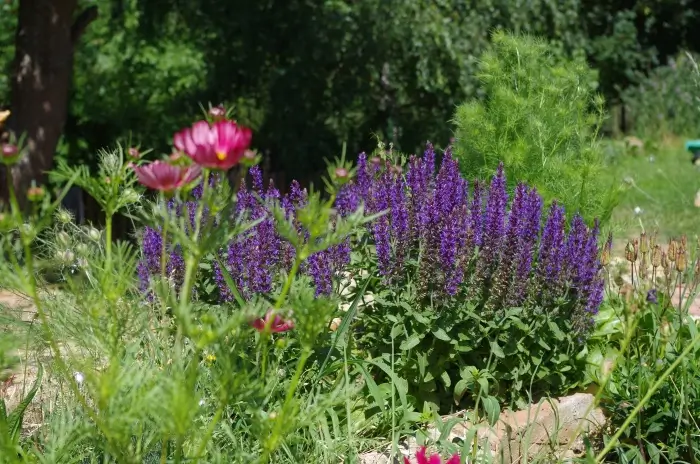 šalvěj v trvalkové kompozici