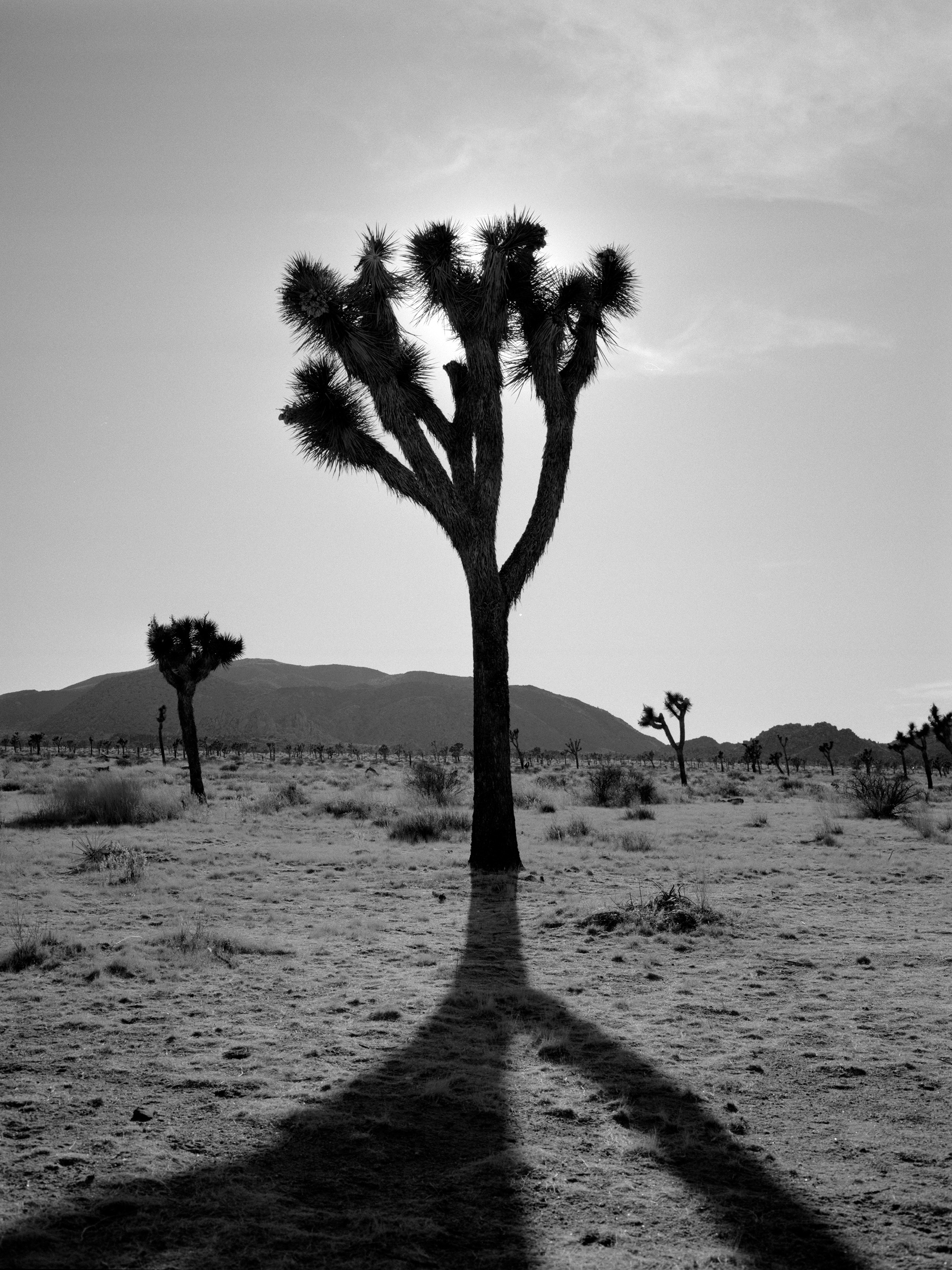 Joshua tree luke clark