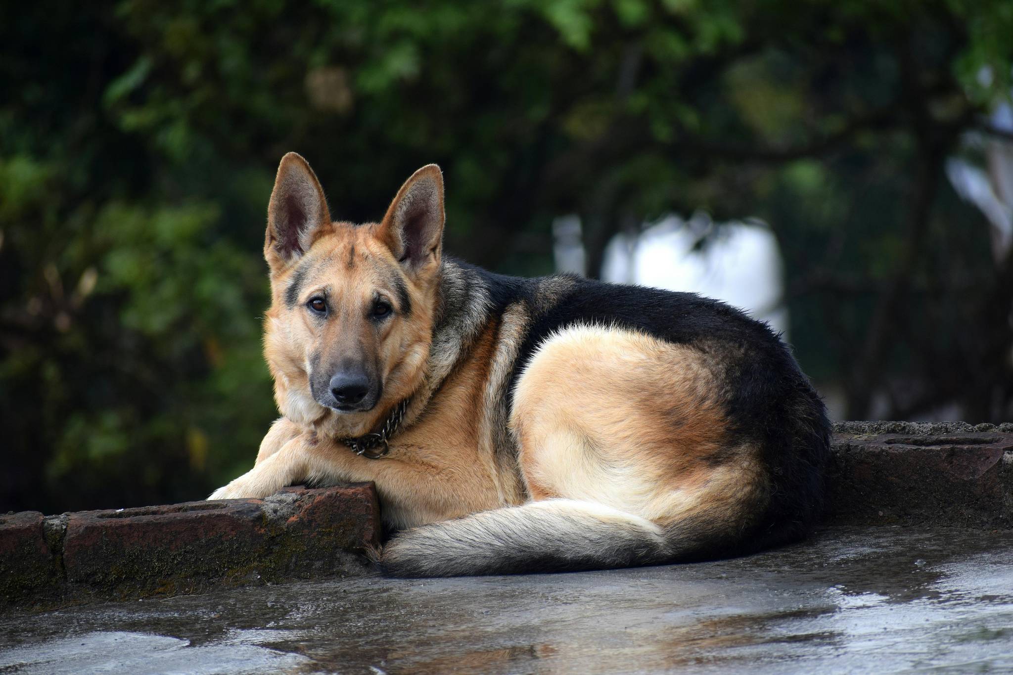 German Sheperd's habits