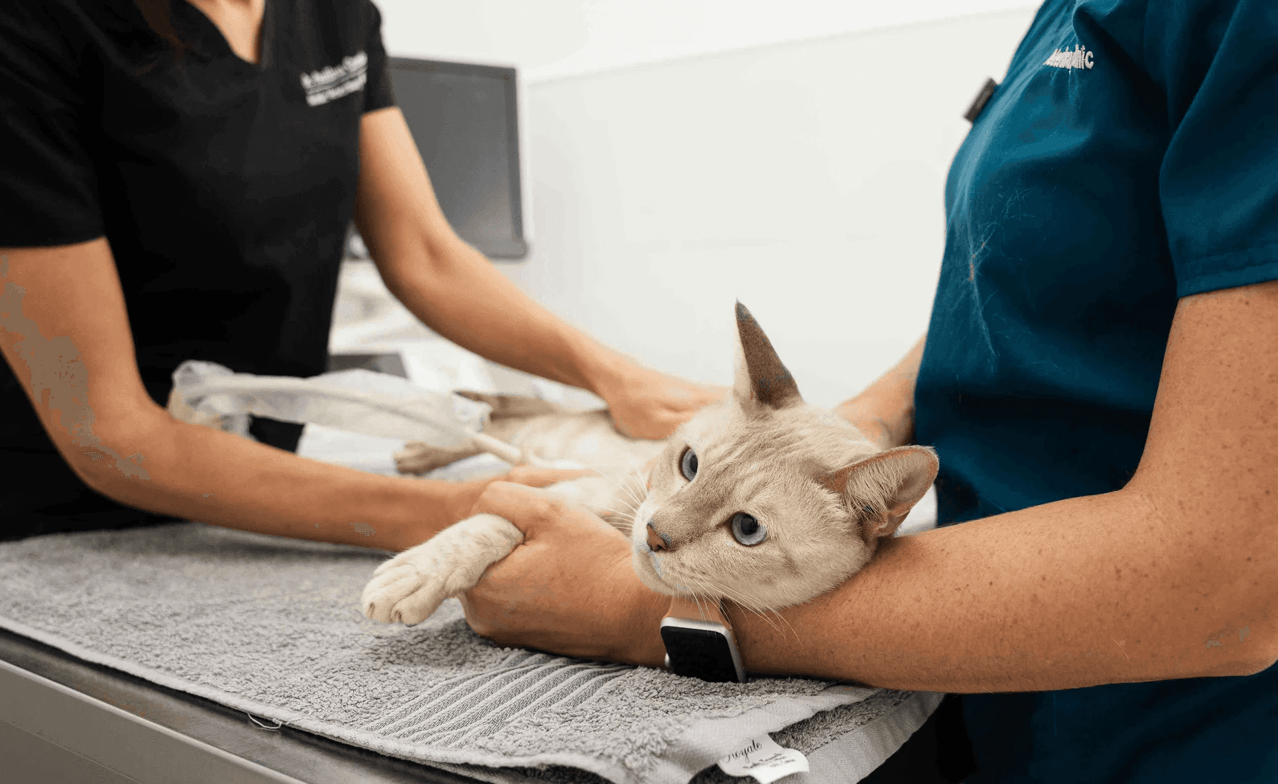 Veterinarian performing cat deworming treatment to ensure your pet’s health and safety.