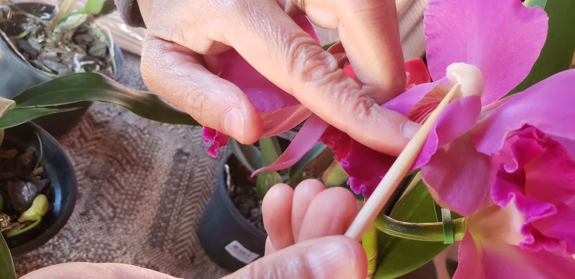 Mãos usam palito para fazer a polinização manual de uma orquídea cor-de-rosa