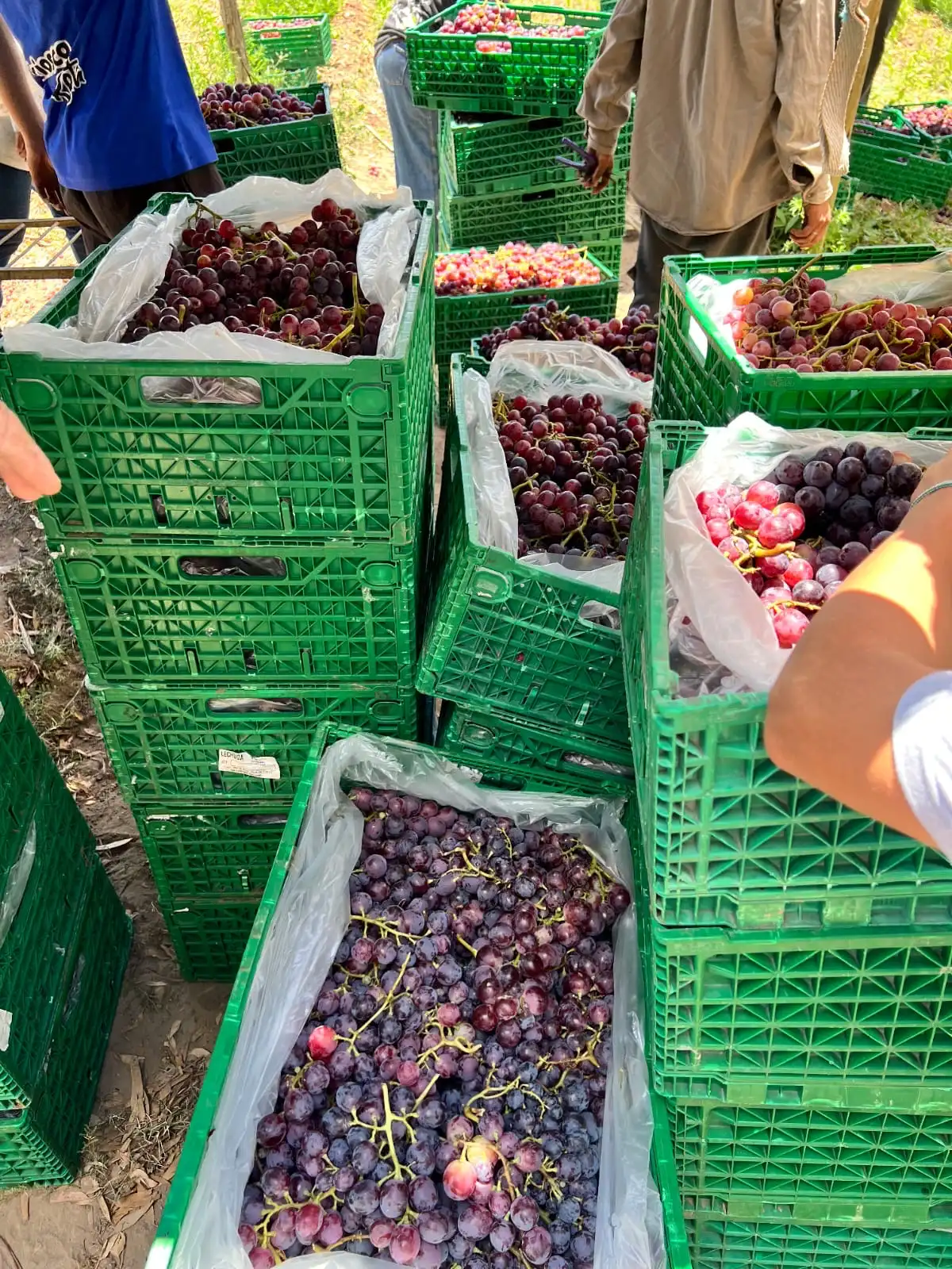 Trabajadores en el campo apilando múltiples cajones verdes llenos de uvas durante la vendimia.